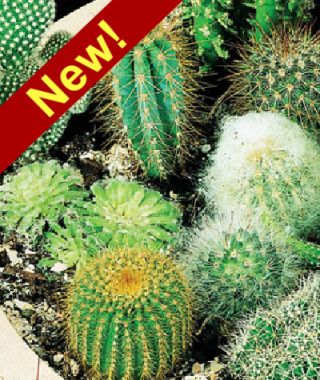 The Spiky, Spiny, Sharp and Woolly Cactus Mixture 