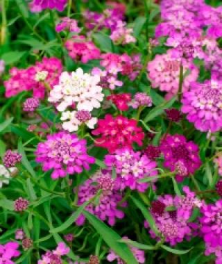 The Fairy Candytuft Mixture