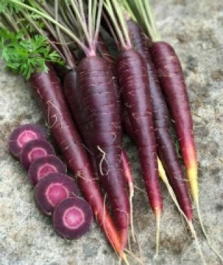 Purple Sun Carrot