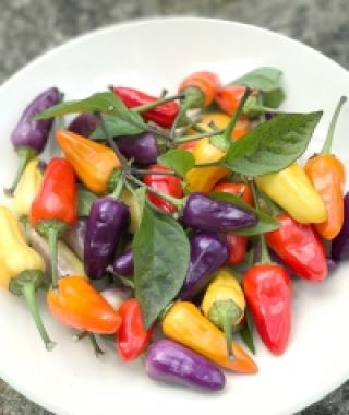 Chinese 5-Color Hot Chile Pepper