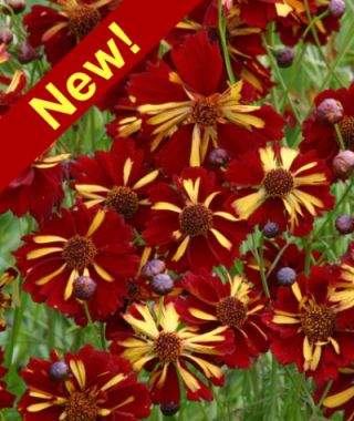 The Roulette Coreopsis Mixture 