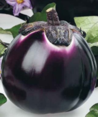 Barbarella Eggplant