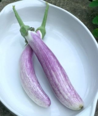 Bride Asian Eggplant