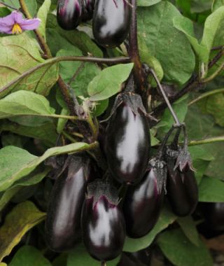 Patio Baby Eggplant