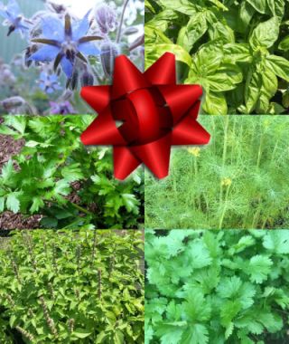 The Herb Garden Holiday Pack