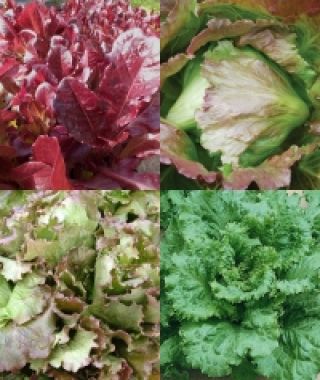 Alfresco Summer Salad Greens Blend