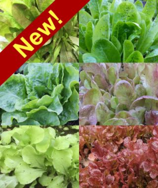 The Tried-and-True Heirloom Lettuce Blend