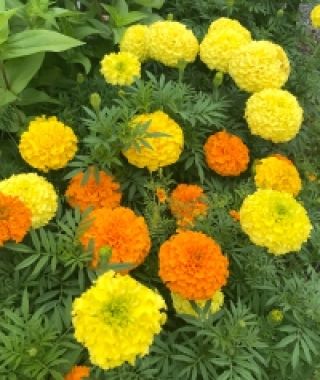 The Marvel African Marigold Mixture