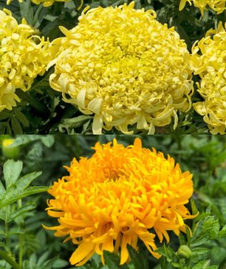 The Spinning Wheels African Marigold Mixture