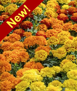 The Super Hero French Marigold Mixture 