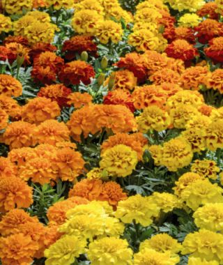 The Super Hero French Marigold Mixture 