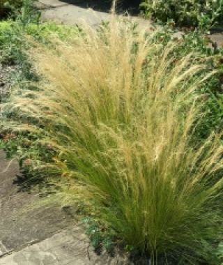 Mexican Feather Grass
