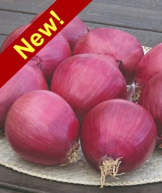 Redwing Onion 