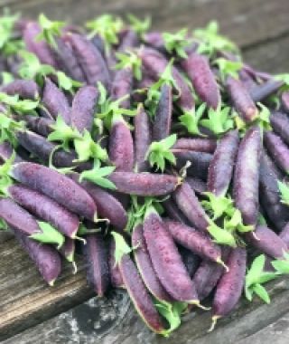 Sugar Magnolia Purple Snap Pea
