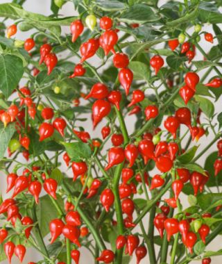 Biquinho Red Hot Chile Pepper