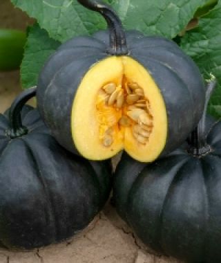 Black Kat Pumpkin