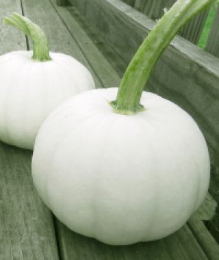 Blanco Pumpkin