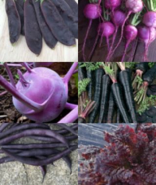 The Easy Direct-Sow Purple Veggie Garden