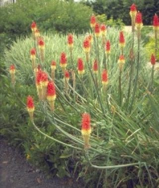 The Red Hot Poker Mixture