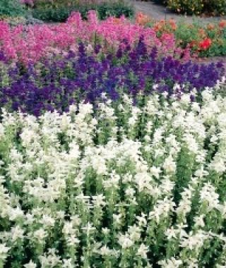The Marble Arches Salvia Mixture