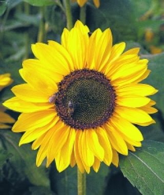 Sonya Sunflower
