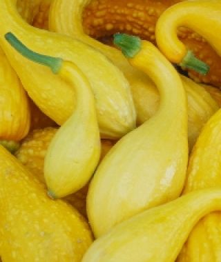 Early Crookneck Summer Squash