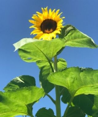 American Giant Sunflower
