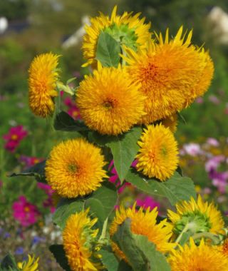 Dwarf Double Sungold Sunflower