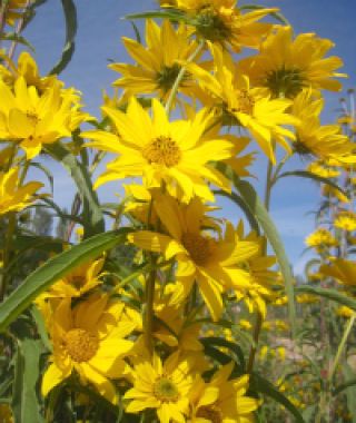 Perennial Maximilian Sunflower