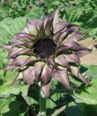 Sunfill Purple Sunflower