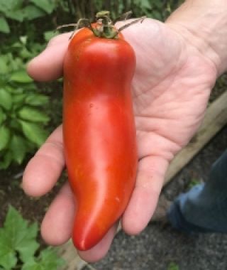 Jersey Devil Plum Tomato