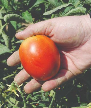 Marinara Plum Tomato 