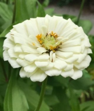 White Giant-Almost-Dahlias Zinnia