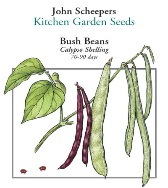 potus plant 4" Pot Pothos Golden  The Bio Dude