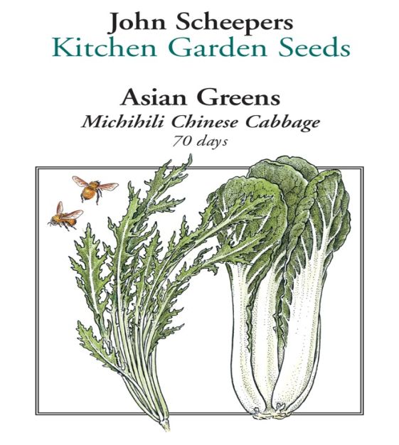 Michihili Chinese Cabbage | John Scheepers Kitchen Garden Seeds