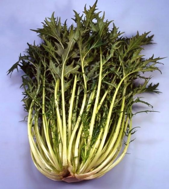 Kyoto Mizuna | John Scheepers Kitchen Garden Seeds