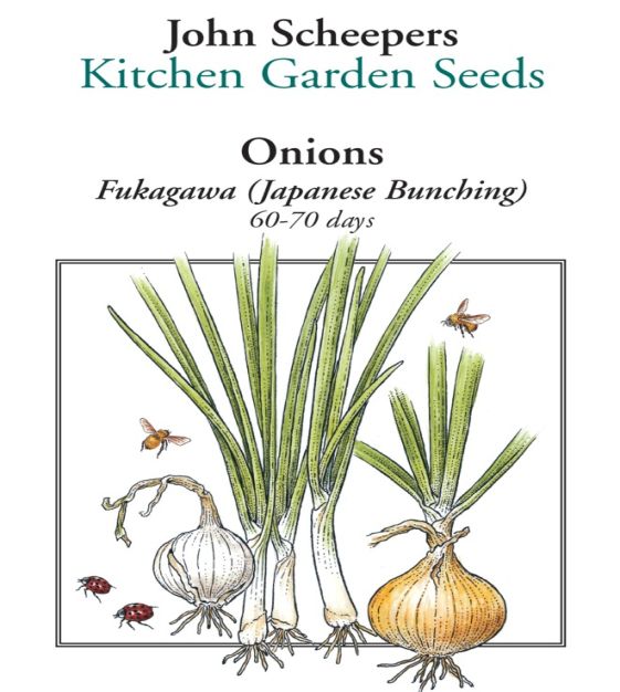 オニオン様 キャッサバ Fukagawa Japanese Bunching Onion | John Scheepers Kitchen Garden Seeds