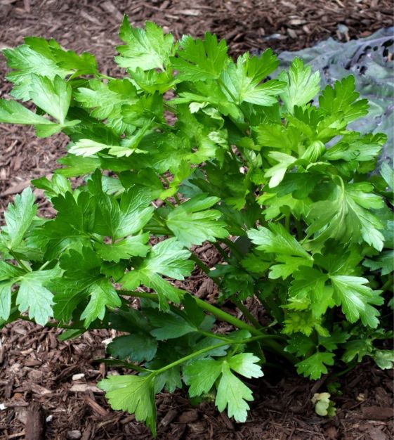 1000+ Italian Giant Parsley Seeds - Curled Parsley - Free Shipping