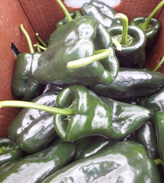 100 Ancho Poblano Mild Chili Pepper Seeds – Super Mild, Super Flavorful (Texas Home Grown Seeds)