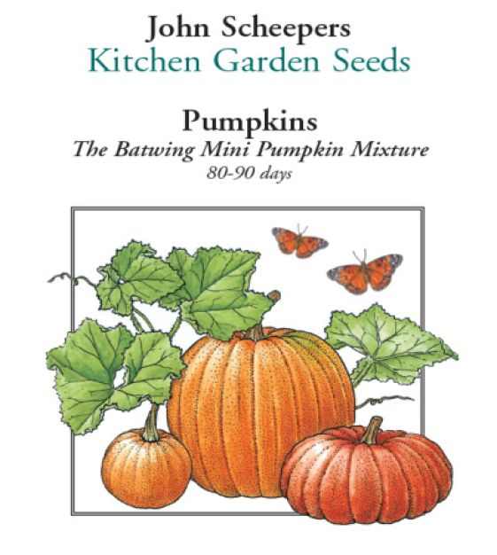 The Batwing Mini Pumpkin Mixture | John Scheepers Kitchen Garden Seeds