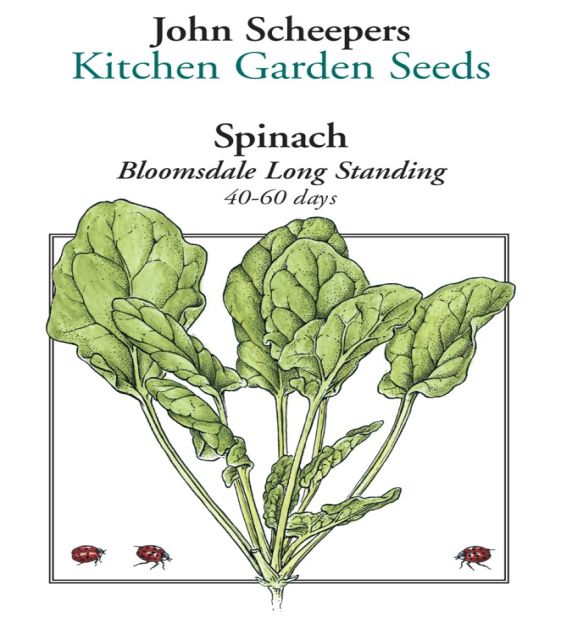 thumbnail image 2 of Mother Nature's Seeds – Bloomsdale Long Standing Spinach – 200 Seeds, Non-GMO, Cool Weather 2 of 4