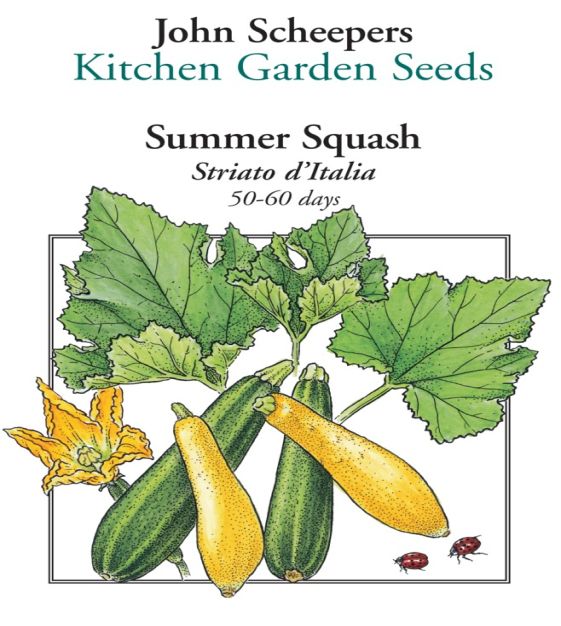 Striato d'Italia Zucchini | John Scheepers Kitchen Garden Seeds