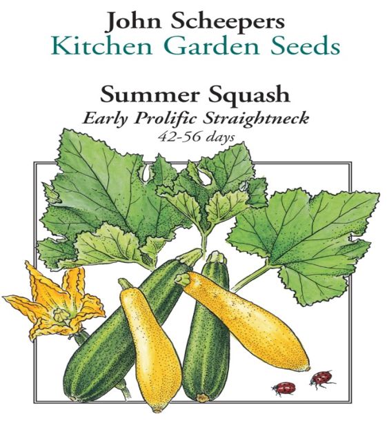 Early Prolific Straightneck Summer Squash