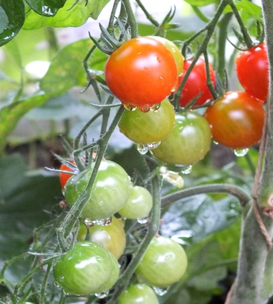 Super Sweet 100 Cherry Tomato | John Scheepers Kitchen Garden Seeds