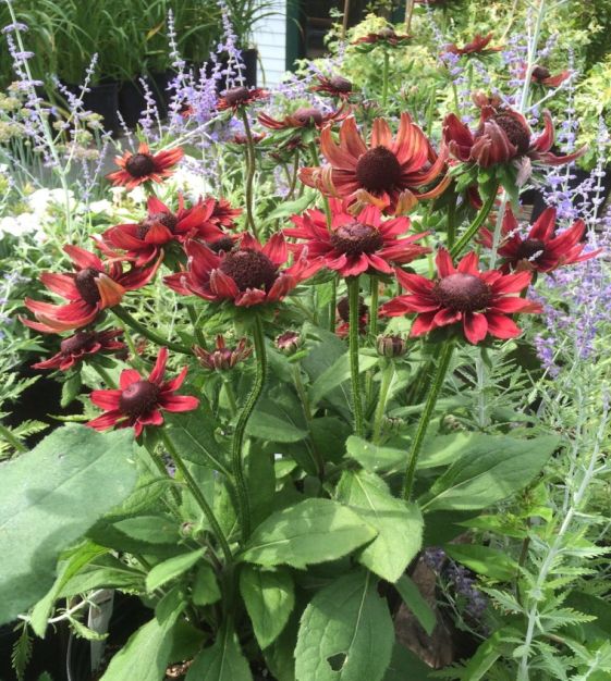 Cherry Brandy Black-Eyed Susan | John Scheepers Kitchen Garden Seeds