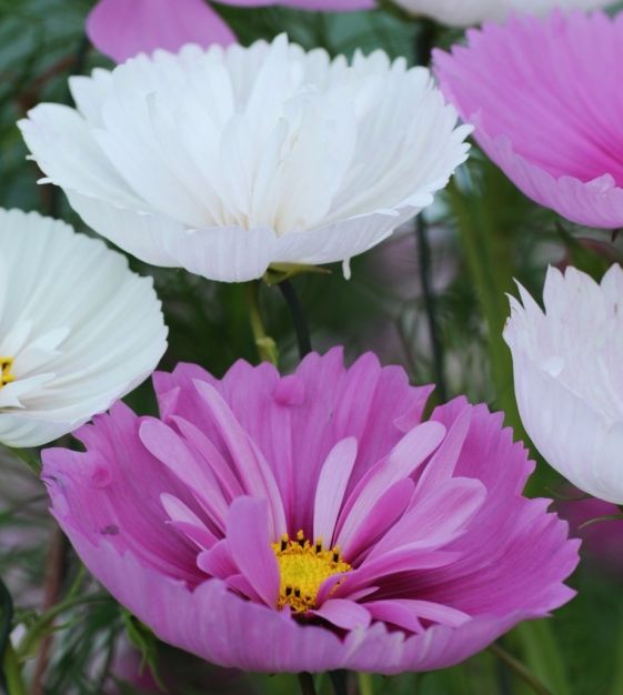thumbnail image 2 of The Cupcakes Mixed Cosmos | John Scheepers Kitchen Garden Seeds 2 of 9