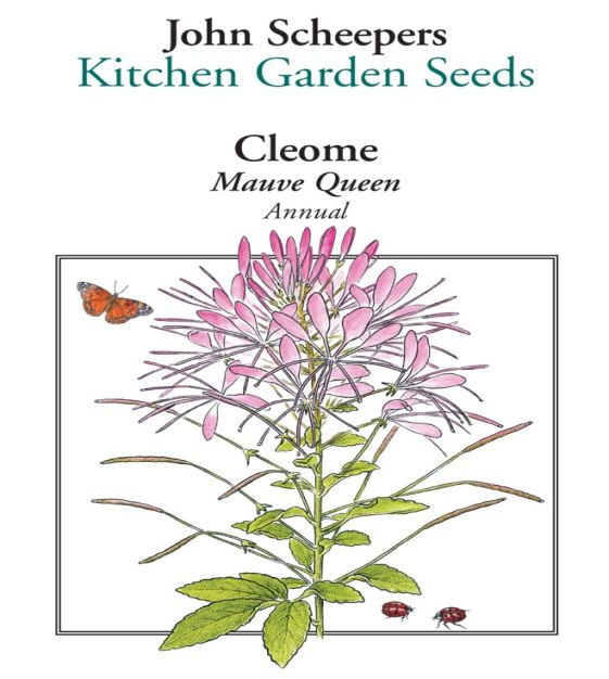 Mauve Queen Spider Flower | John Scheepers Kitchen Garden Seeds Mauve Queen Spider Flower | John Scheepers Kitchen Garden Seeds