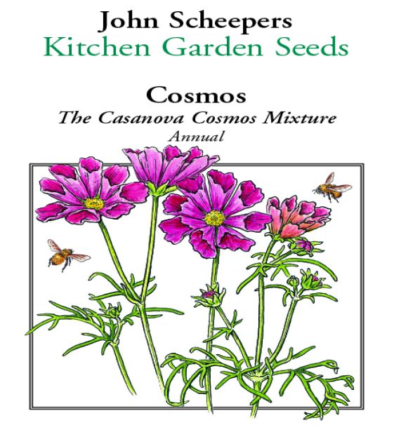 The Casanova Cosmos Mixture | John Scheepers Kitchen Garden Seeds