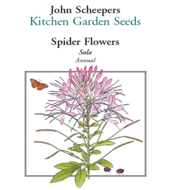 Solo Spider Flower | John Scheepers Kitchen Garden Seeds