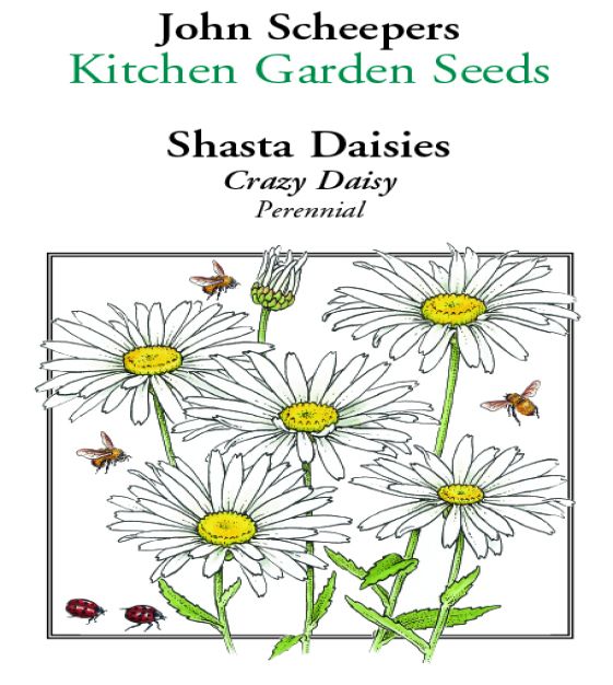 ❁ Daisy ❁様 リクエスト 4点 まとめ商品 Crazy Daisy Shasta Daisy | John Scheepers Kitchen Garden Seeds